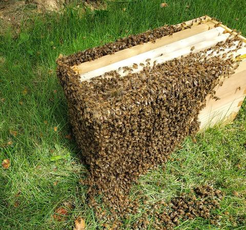 Bees swarming on a wooden beehive structure in a grassy area