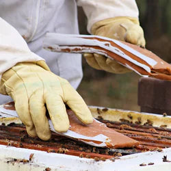 Pollen Patties - with real pollen and Apis Biologix