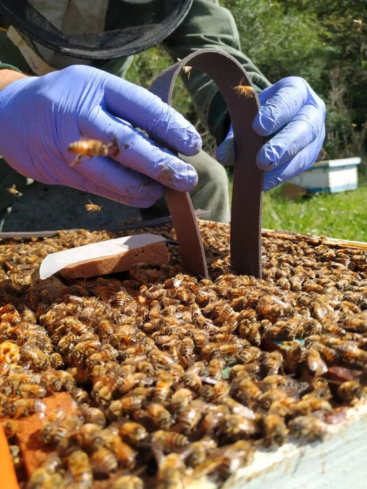 Natural Varroa Mite Treatment Options for Beekeepers