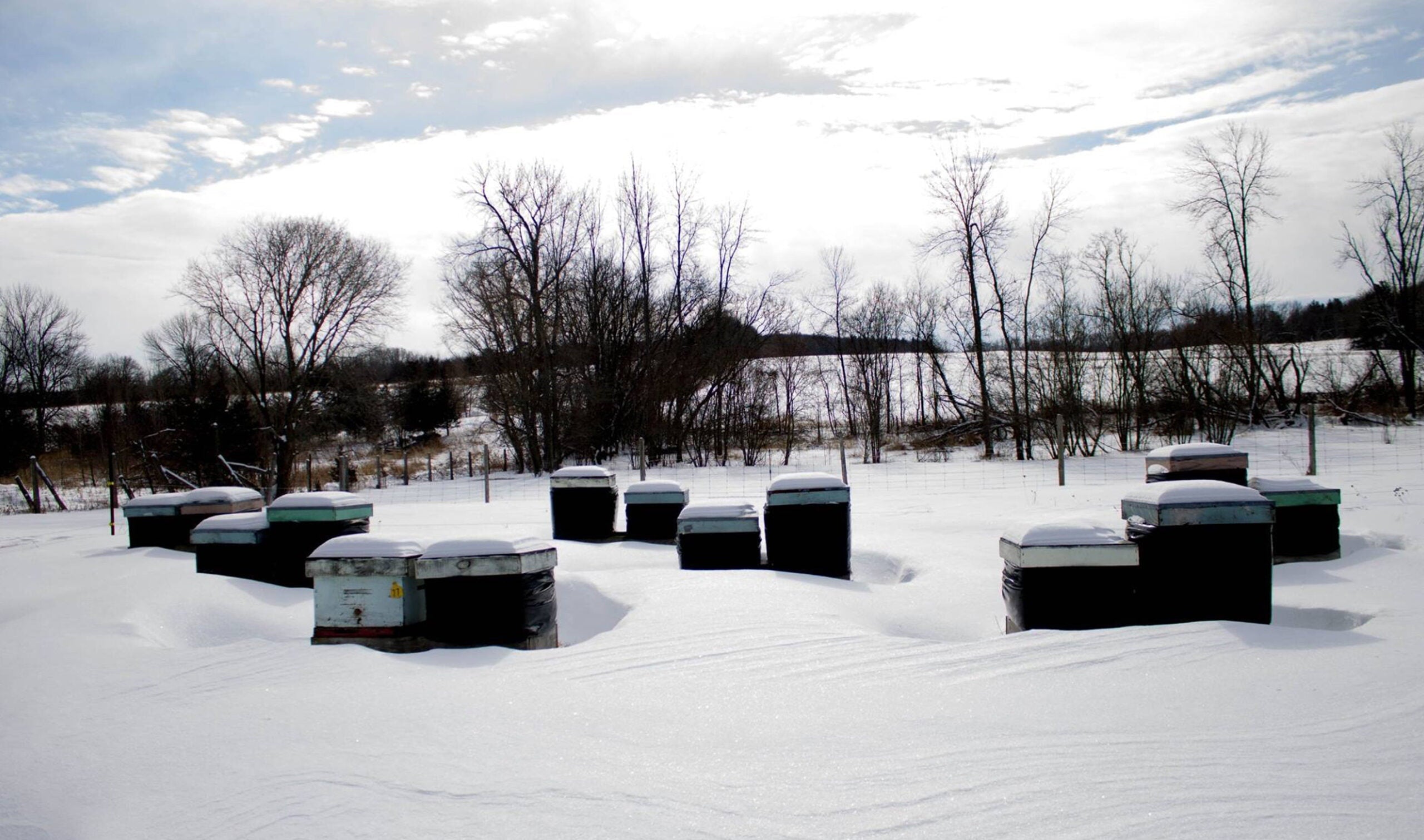 Bee Cozy Winter Hive Wrap For beekeeping