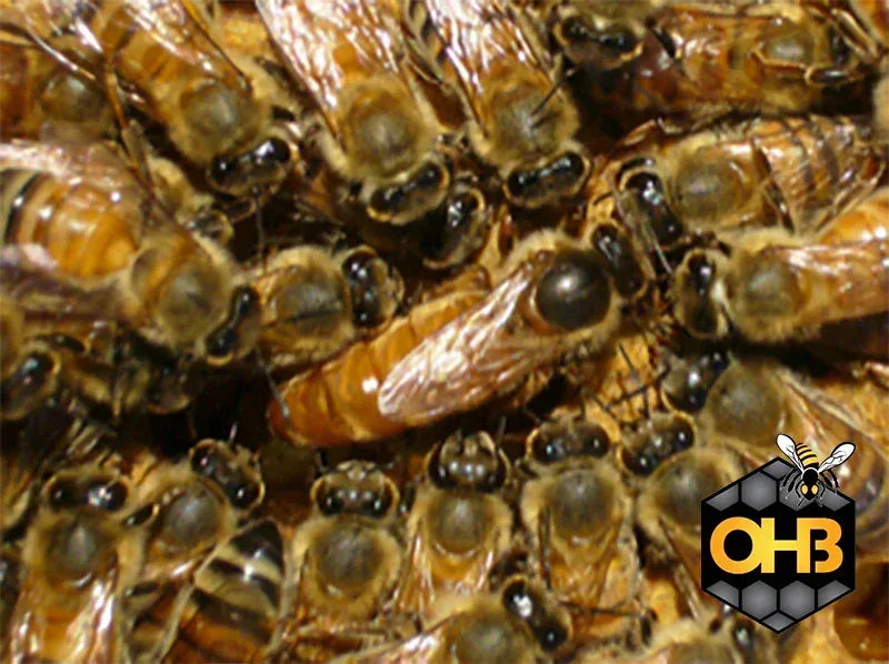 OHB Golden West Queen Bee, Marked -SHIPPED UPS Next Day Air