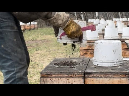 Global Pollen Patties - with real pollen and Apis Biologix "Rocket Fuel"